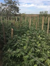 The Kings County Narcotics Task Force discovered a large outdoor marijuana field near Hanford and destroyed nearly 2,000 plants and processed marijuana.